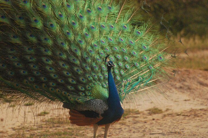 Wildlife safari landscape